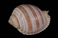 藏品(褐帶鶉螺)的圖片